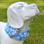 Dog Bandana with Built-In, No Nasties Flea & Tick Repellent  |  Crazy Daisy image 2