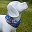 Dog Bandana with Built-In, No Nasties Flea & Tick Repellent  | Blue Orange Plaid image 3