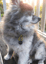 FMO Pet Alert Tag image 7