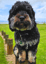 FMO Pet Alert Tag image 5