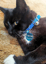 FMO Pet Alert Tag image 4