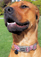 FMO Pet Alert Tag image 6