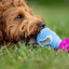 The Doggy Dentist Bundle image 5