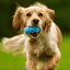 The Doggy Dentist Bundle image 6