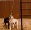 Outdoor Tug Pole with Rope, Ball, Tire, Treats Package image 3