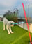 Outdoor Tug Pole with Rope, Ball, Tire, Treats Package image 1