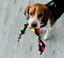 Candy 3 -1  Fetch - Tug of War -Shake image 8