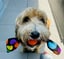 Candy 3 -1  Fetch - Tug of War -Shake image 2