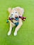 Candy 3 -1  Fetch - Tug of War -Shake image 4