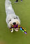 Candy 3 -1  Fetch - Tug of War -Shake image 7