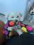 Candy 3 -1  Fetch - Tug of War -Shake image 5