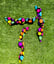 Candy 3 -1  Fetch - Tug of War -Shake image 10