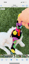 Candy 3 -1  Fetch - Tug of War -Shake image 9