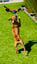 Candy 3 -1  Fetch - Tug of War -Shake image 6