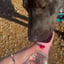 Hydrate'Em Travel Water Bottle for Dogs image 2