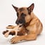 BetterBone MODERATE Chew Toy image 9