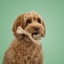 BetterBone MODERATE Chew Toy image 10
