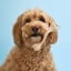 BetterBone LIGHT Chew Toy image 10