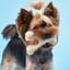 BetterBone LIGHT Chew Toy image 2