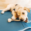 BetterBone LIGHT Chew Toy image 4