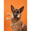 BetterBone HARD Chew Toy image 7