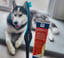 4 Brushing Kits image 6