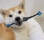 6 Pack BrushMate Pet Toothbrush image 3