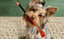 6 Pack BrushMate Pet Toothbrush image 4