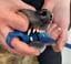 The Paw Ready Brushing Bundle- Clean Dog's Teeth image 6