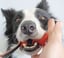 The Paw Ready Brushing Bundle- Clean Dog's Teeth image 2