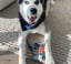 The Paw Ready Brushing Bundle- Clean Dog's Teeth image 5