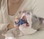 BiteBlock Small - Pets 5-15 lbs- How to brush dog teeth image 2