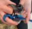 Combo BrushMate Pet Toothbrush & Medium BiteBlock- Dog Oral Care image 6
