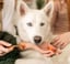 Combo BrushMate Pet Toothbrush & Small BiteBlock image 2