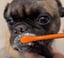 Enzymatic Dog Toothpaste - 1 Pack 70g- Best dog Toothpaste image 8