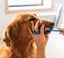 BiteBlock Medium -Pets 15-85 lbs image 6