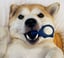 BiteBlock Medium -Pets 15-85 lbs image 7