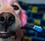 BrushMate Pet Toothbrush- Best dog toothbrush image 8