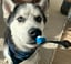 BrushMate Pet Toothbrush- Best dog toothbrush image 7