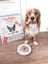 PawBakes Doggie Biscuit Baking Kit image 2