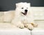The DoggyToys image 10