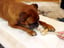 The DoggyToys image 9