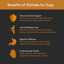Shiitake Mushroom Extract Powder for Dogs image 2