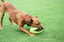 Grubber Interactive Rugby Ball image 2