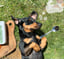 STARTER PACK VENISON RAW DOG FOOD image 3