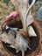 Fallow Deer Antler Chew image 1