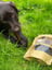Deer Jerky Chews image 2