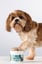 Hip & Joint – 60 Dog Chews - Rich in Glucosamine & Green-lipped Mussel image 10