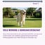Calming - 60 Dog Anti-Stress Chews - Rich in Lemon Balm & Magnesium image 8