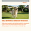 Skin & Coat – 60 Dog Chews - Rich in Biotin & Omega 3 image 8